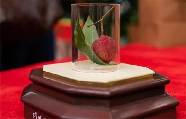 广东一荔枝世界最贵，一颗55万，杨贵妃吃过，“母树”存活400年