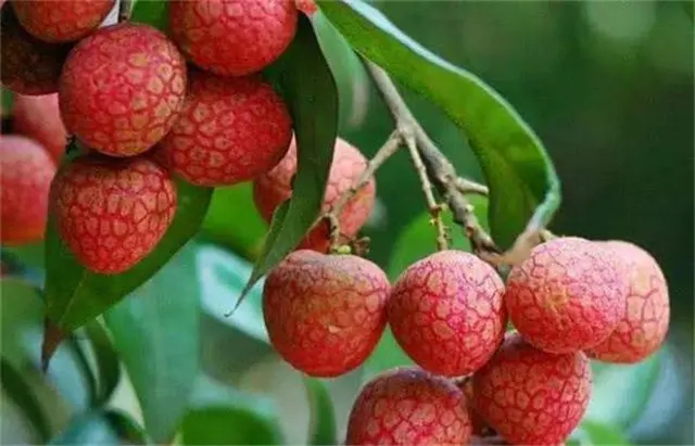 广东一荔枝世界最贵，一颗55万，杨贵妃吃过，“母树”存活400年