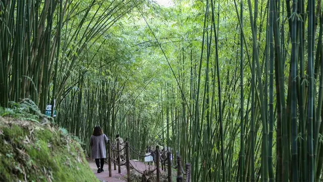 成都的避暑胜地,被誉为“天然氧吧”,距市区仅一个小时的车程