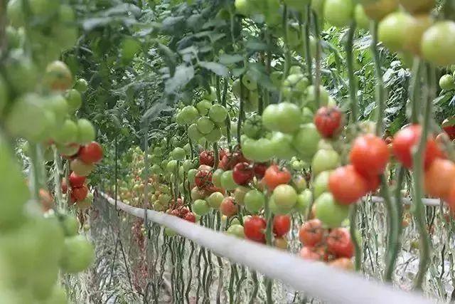 菜吧：荷兰的农业奇迹是如何创造的？