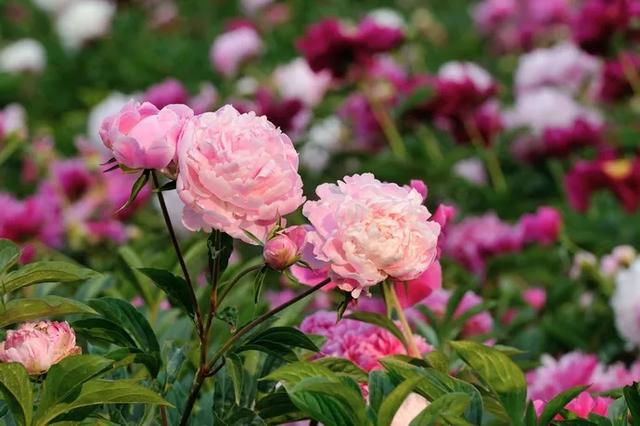 老祖宗的花文化，25种花的雅称：原来花草有这么多好听的称号！