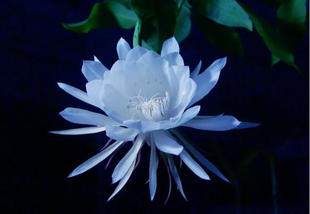 老祖宗的花文化，25种花的雅称：原来花草有这么多好听的称号！