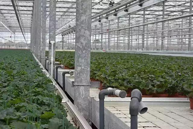 菜吧：荷兰的农业奇迹是如何创造的？