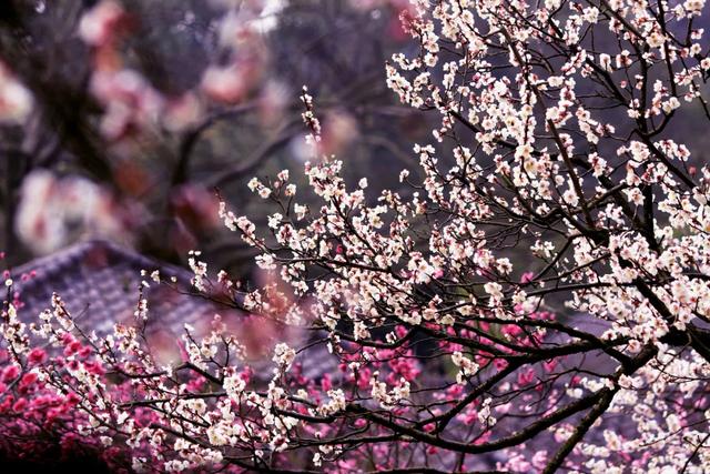 有一种难过，叫不能三月去江南“吃”春天