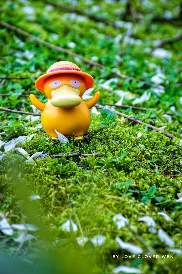 一种中药花意外带火了一座美丽乡村