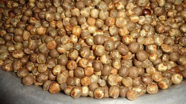 原来竹子也有果实，50年才结一次果，口感绵密，还十分可口？