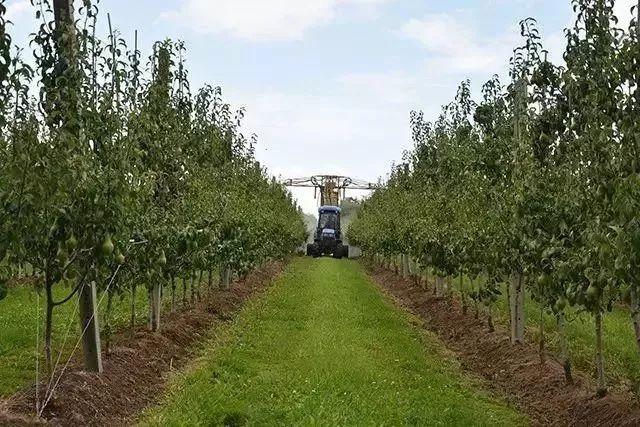 菜吧：荷兰的农业奇迹是如何创造的？