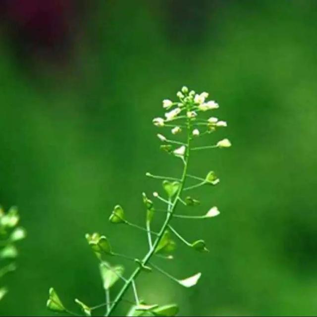 春日食鲜，春在唇齿间