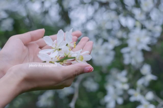 一种中药花意外带火了一座美丽乡村