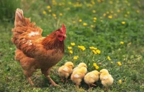 鸡的寿命究竟有多长？一只鸡如果一直养着不吃，它能活多少年？