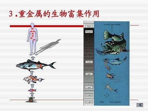 杂食的人类为什么大多只吃食草动物,不吃食肉动物? - acfun弹幕视频网