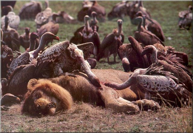 狮子老虎死亡后，为什么没有食肉动物敢吃它们的肉？