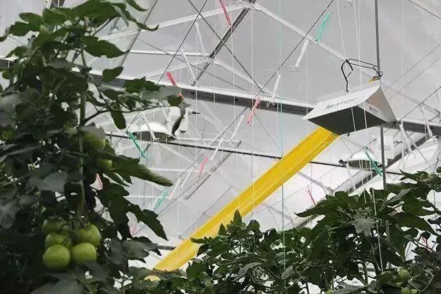 菜吧：荷兰的农业奇迹是如何创造的？