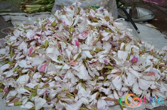 舌尖上的春天 | 你吃花了吗？