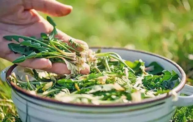 春日食鲜，春在唇齿间