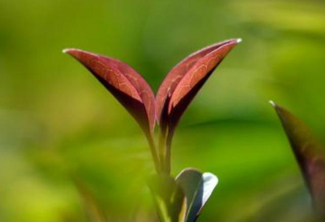 因为看轻，所以快乐；因为看淡，所以幸福