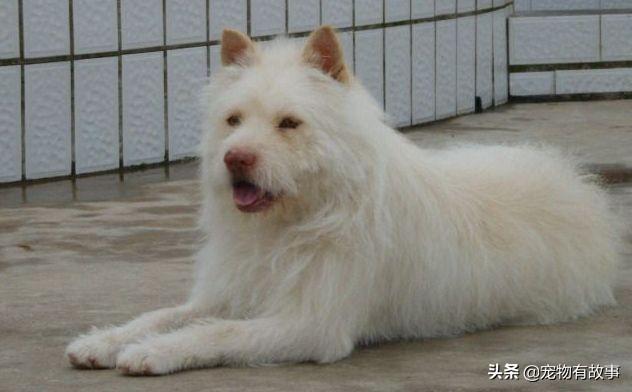 土狗的骄傲中国猎犬王之贵州下司犬