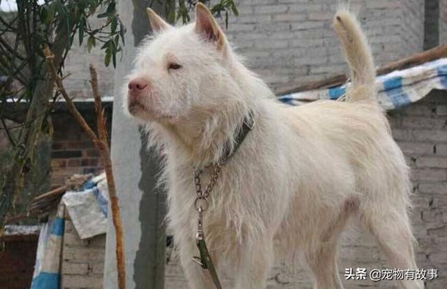 贵州下司犬图片