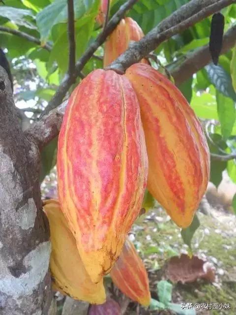 这些稀奇蔬菜水果大家有吃过吗？