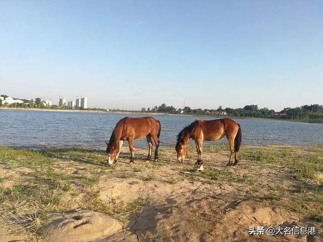 美爆了！大名北湖公園美景來了，一大波高清圖曝光