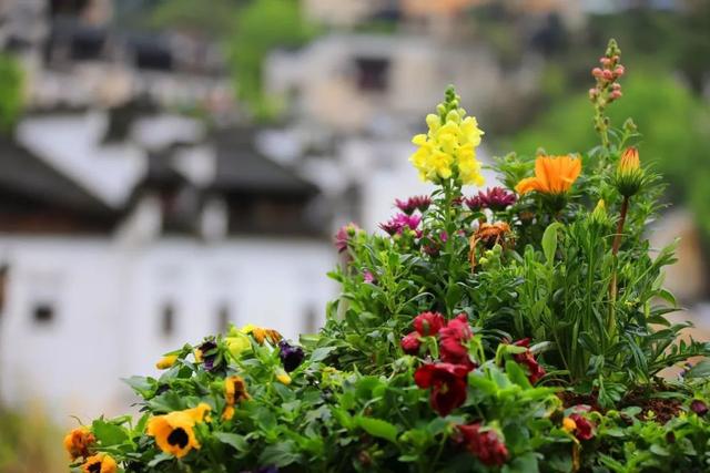 全球最美的10个鲜花小镇