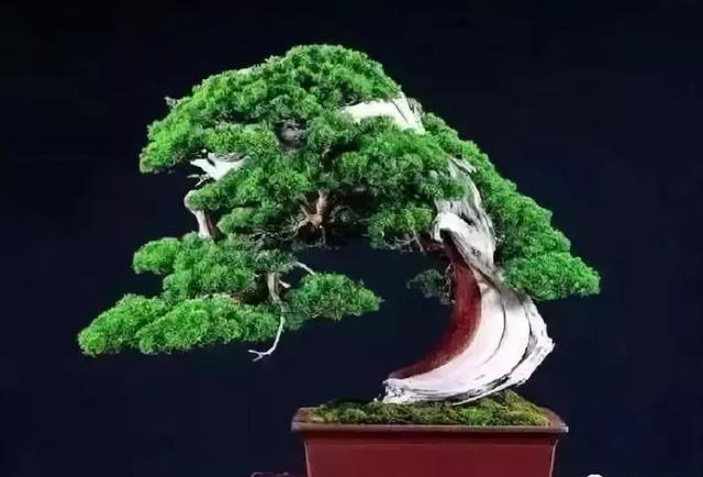 老祖宗的花文化，25种花的雅称：原来花草有这么多好听的称号！